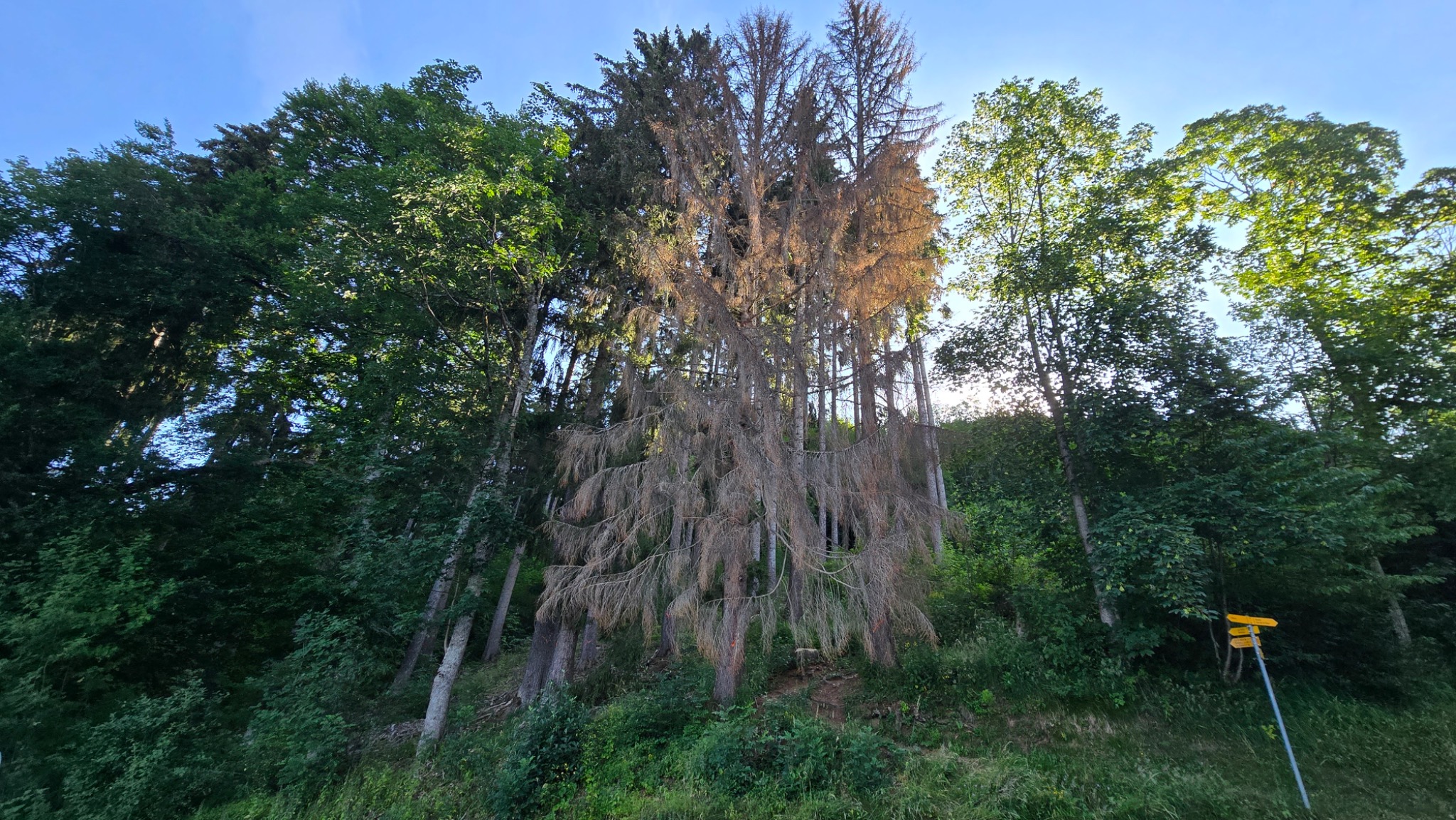 Arbres secs avant intervention