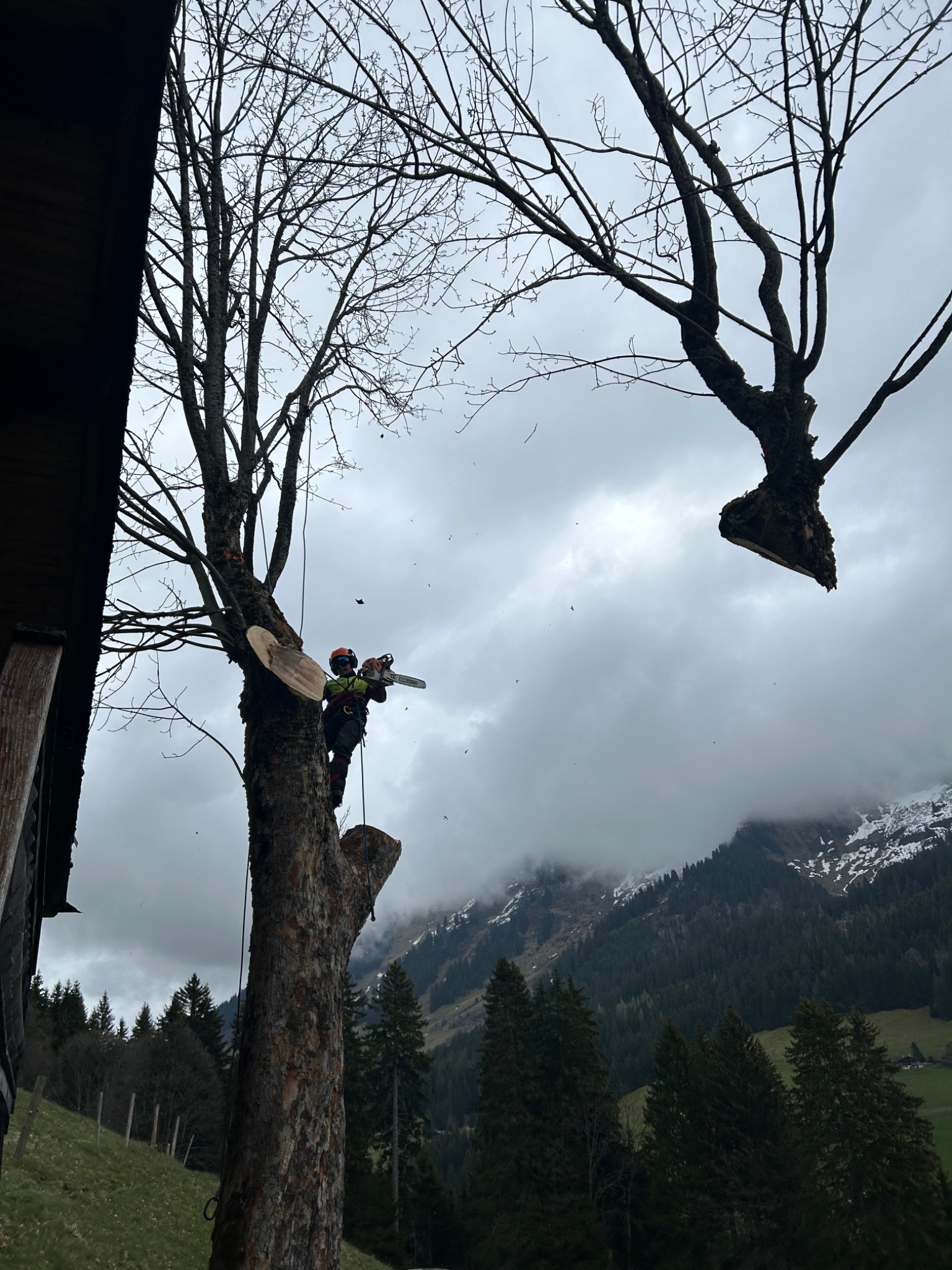 Bûcheron dans l’arbre pendant le déplacement d’une branche