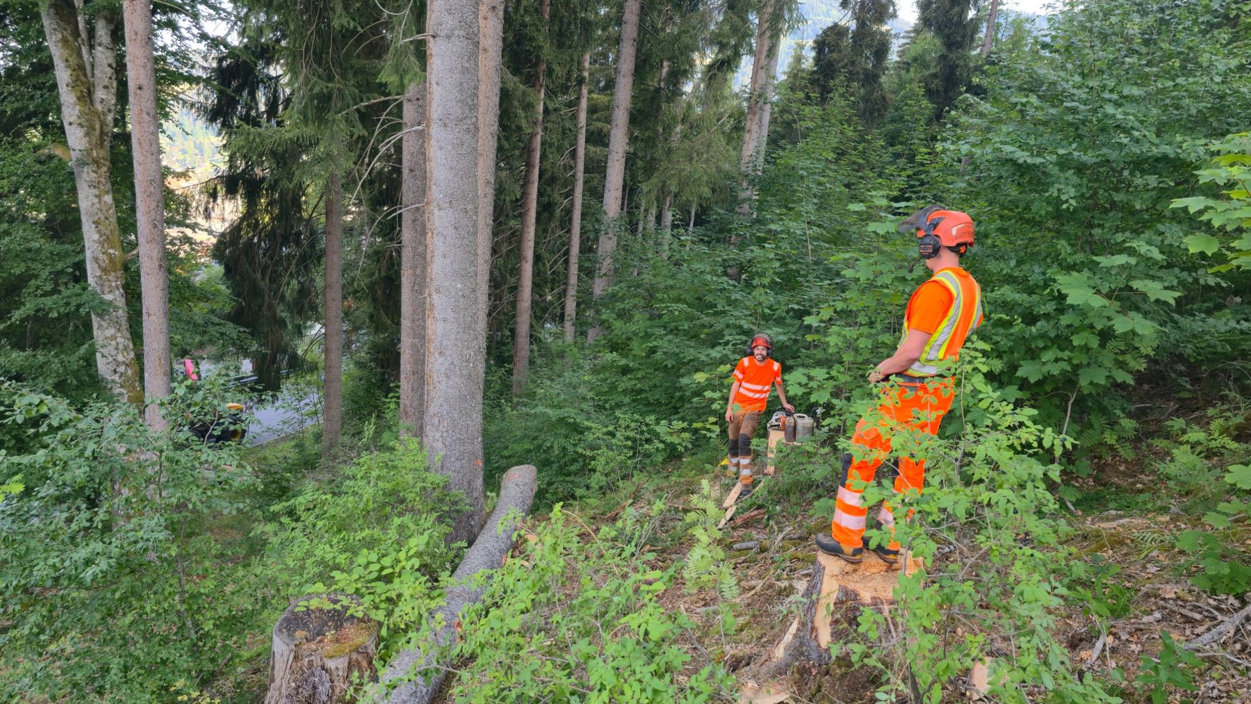Équipe forestière travaillant sur un terrain fortement incliné
